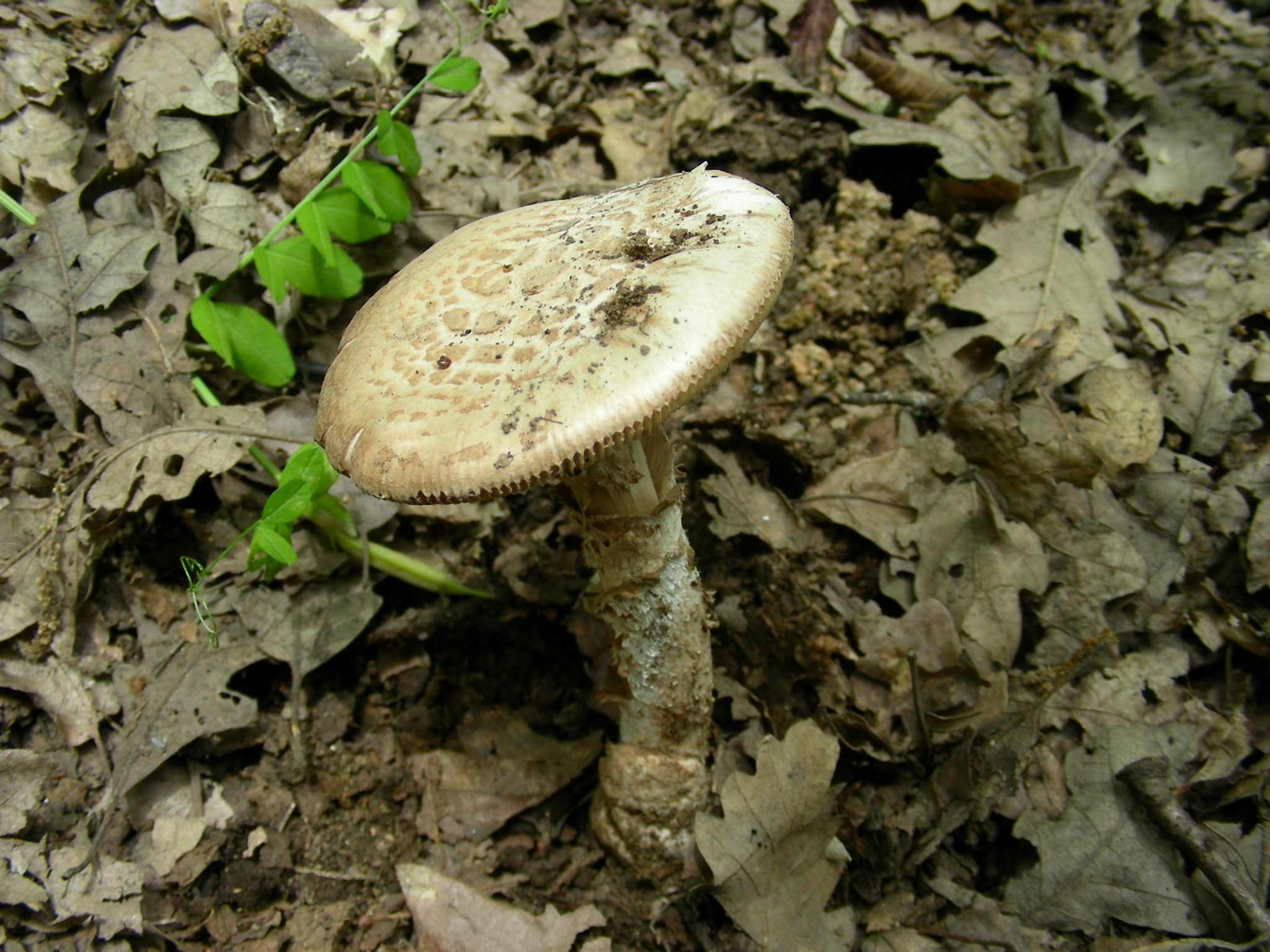 1382 Giugno vecchio ritrovamento